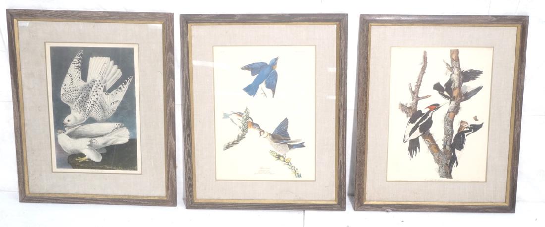 3pc Botanical Bird Prints. Some J.J. Audubon. (1 of 10)