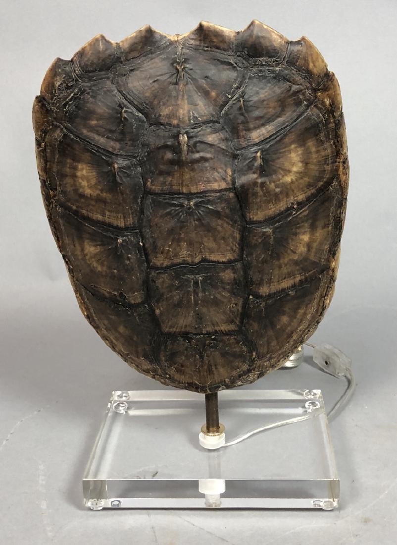 Natural Turtle Shell Mount Table Lamp. Rectangula (1 of 6)