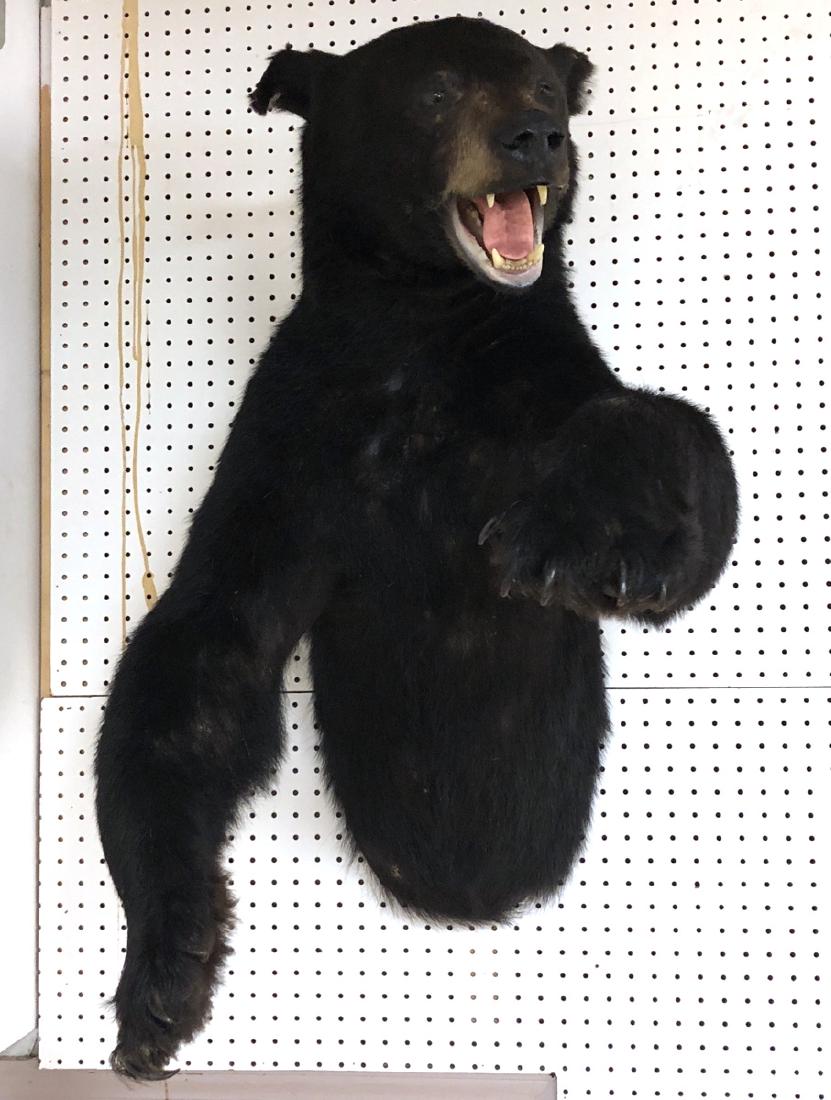 Half Body Mount Black Bear Taxidermy. Large Black (1 of 9)