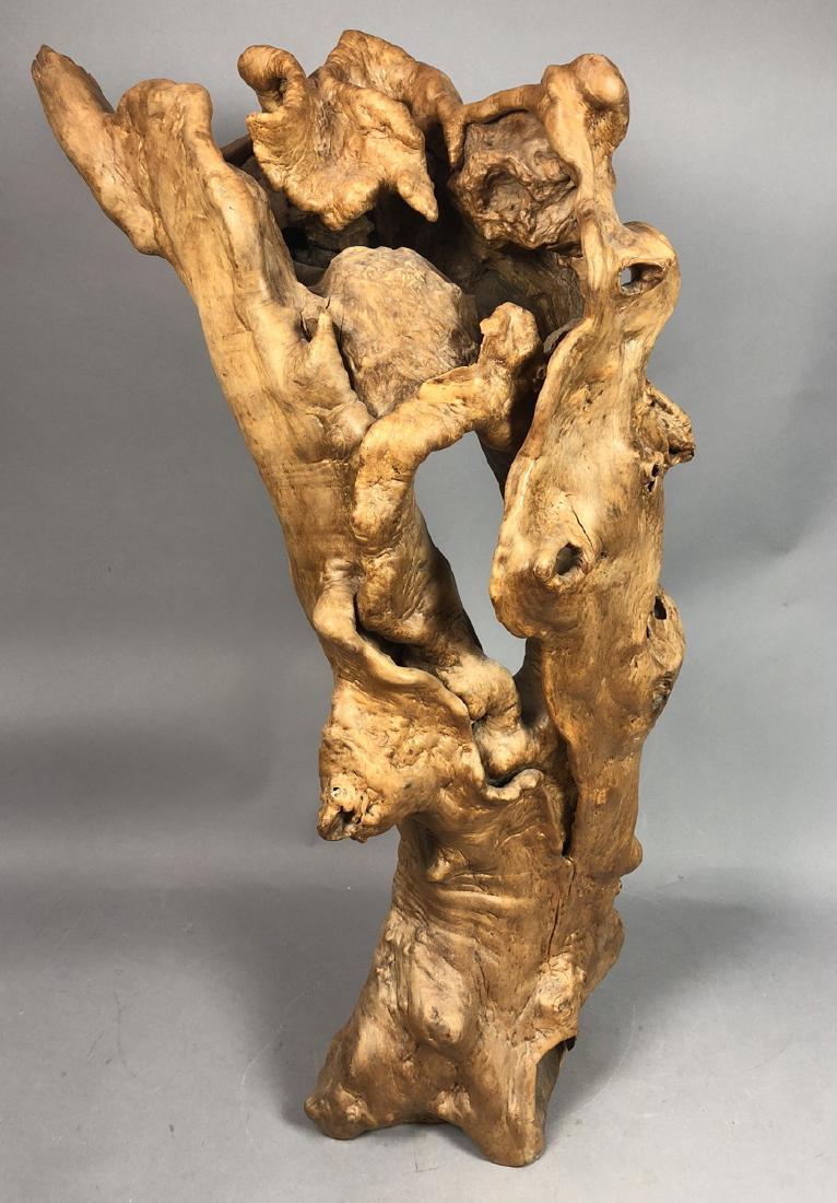 Natural Tree Burl Specimen Sculpture. Large biomo (1 of 5)