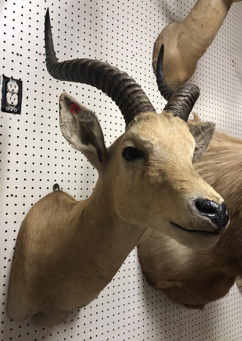 AFRICAN LECHWE Shoulder Head Taxidermy Mount. (1 of 5)