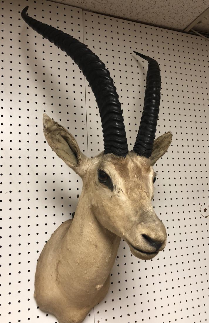 Long Horned Antelope Shoulder Mount Taxidermy. (1 of 9)