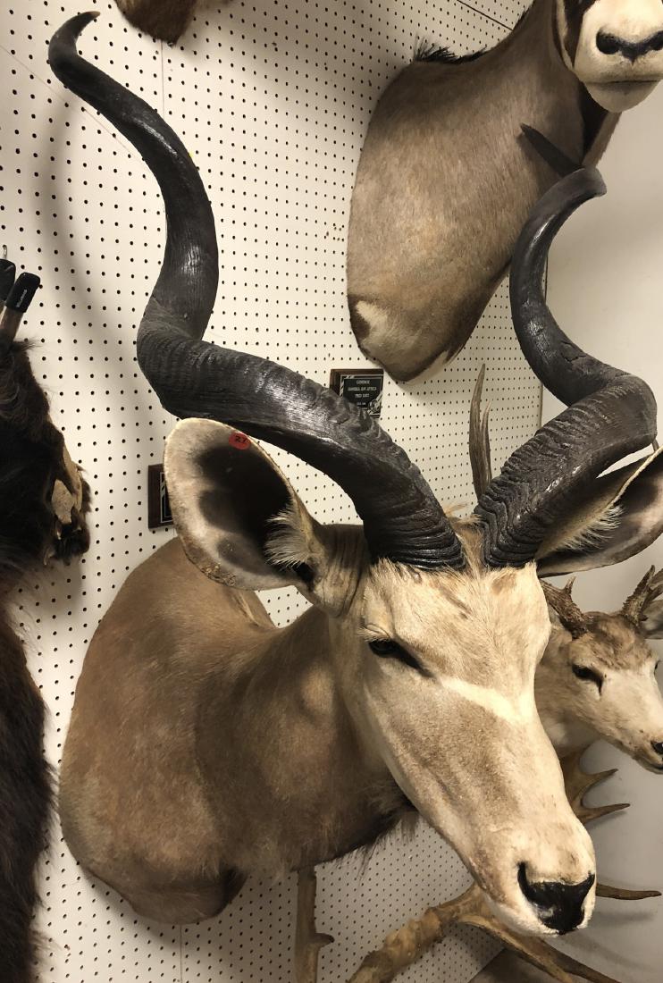 Large KUDU Shoulder & Head Mount Taxidermy. (1 of 7)