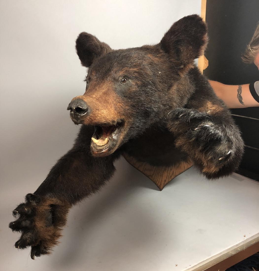 Brown Bear Half Body Taxidermy Mount. Mounted on (1 of 8)
