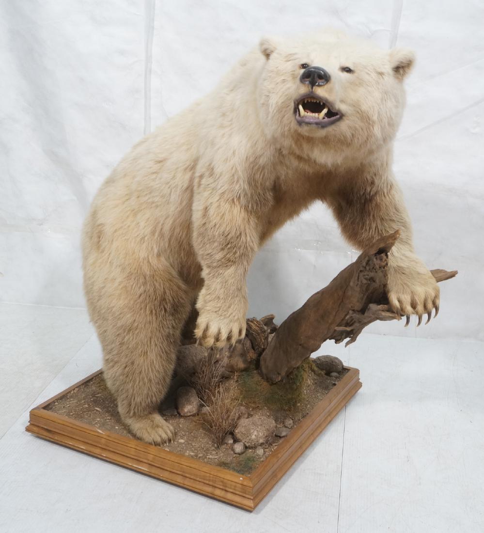 Full Body Mount Canadian GRIZZLY BEAR Taxidermy M (1 of 18)