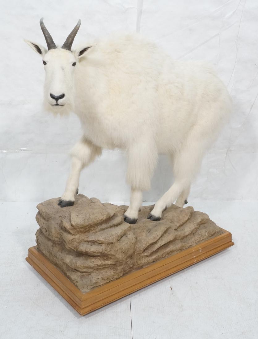 Full Body Mount Canadian MOUNTAIN GOAT Taxidermy. (1 of 15)