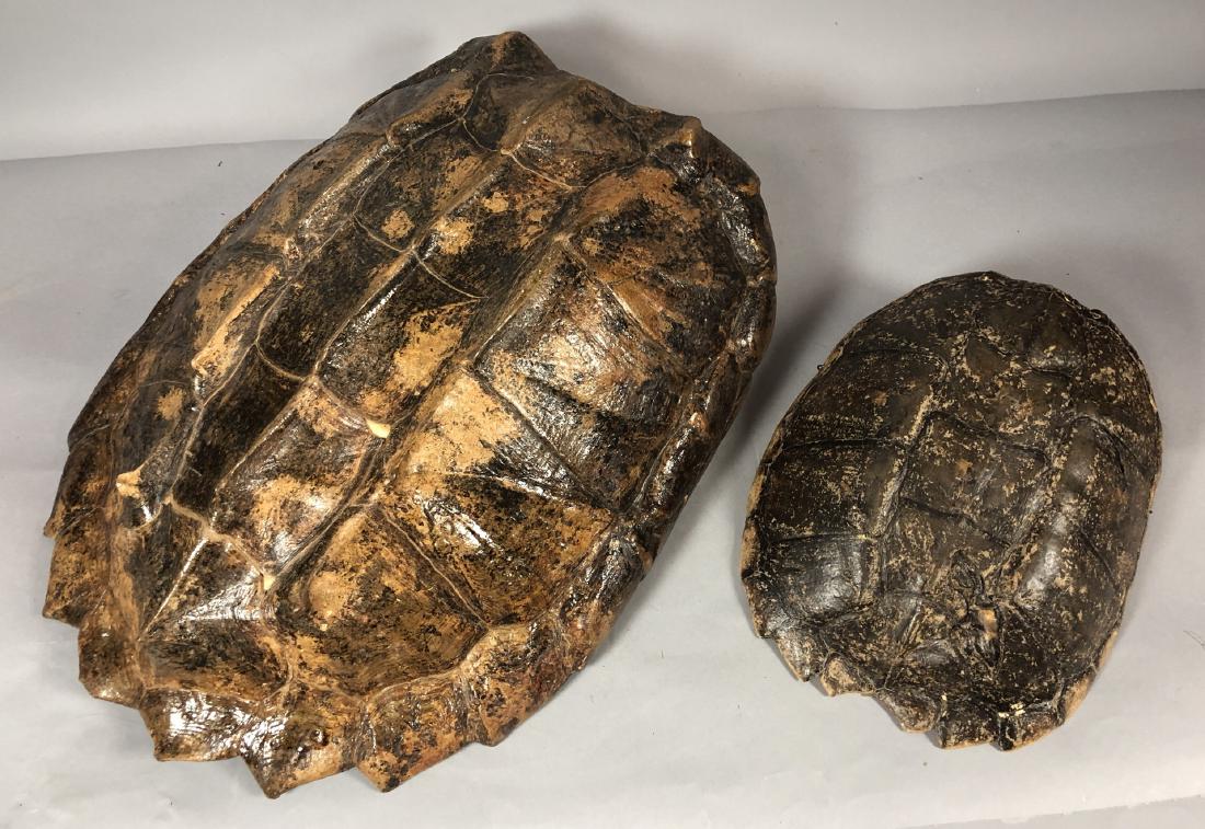 2 Natural Turtle Tortoise Shells. One large, one (1 of 7)