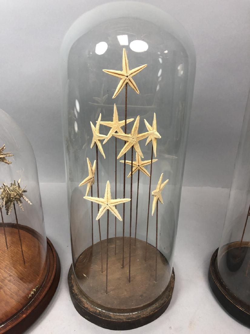 Vintage Glass Dome w Natural Star Fish Specimens. (1 of 4)