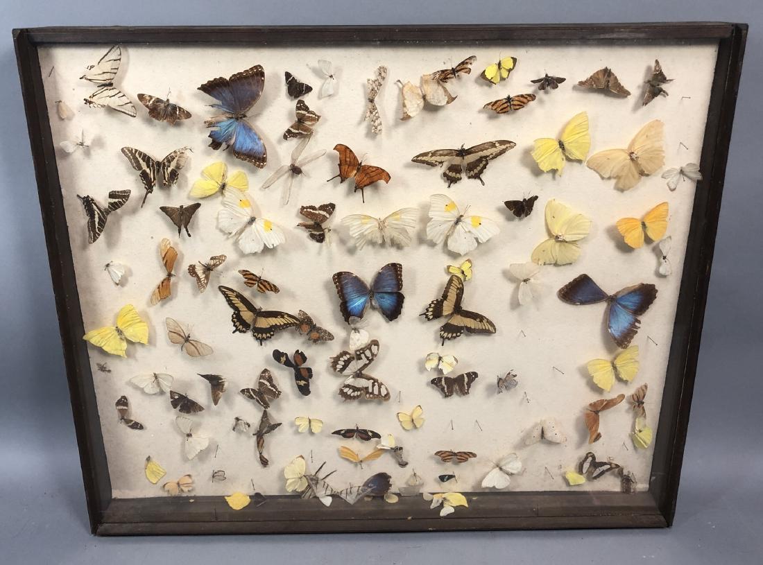 Vintage Shadow Box Mounted Butterflies. Cabinet o (1 of 11)