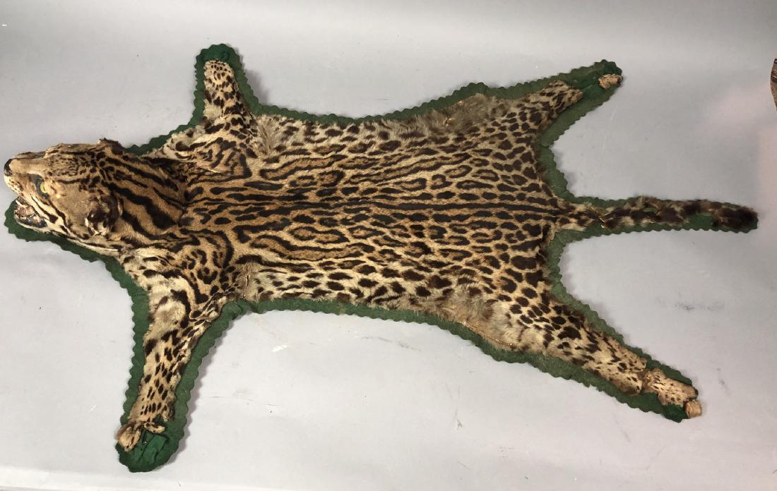 Small Animal Fur Trophy Rug with Taxidermy Head. (1 of 10)