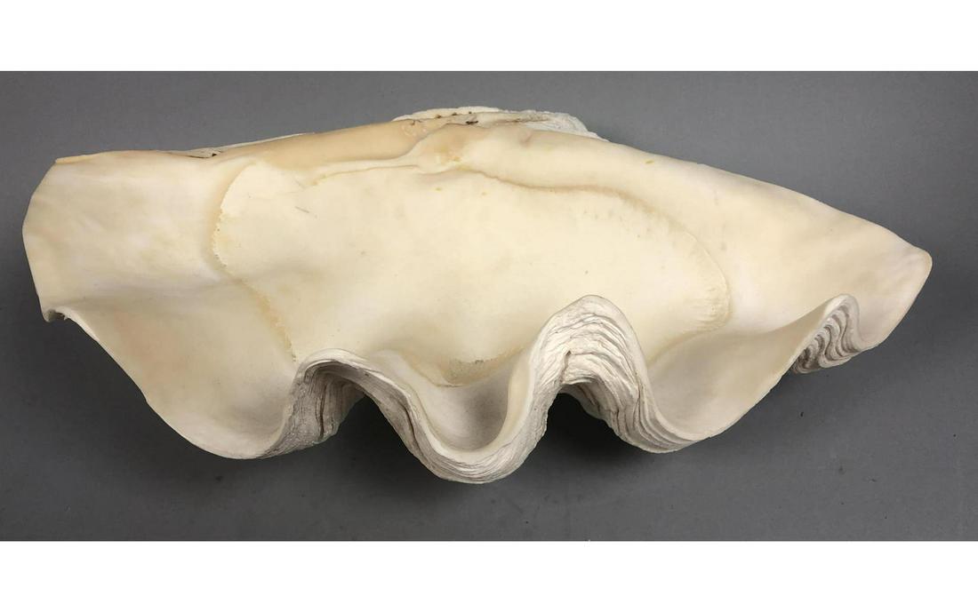 Natural Half Clam Shell. Nice Decorator Piece. (1 of 10)