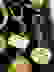 item-75221026=7