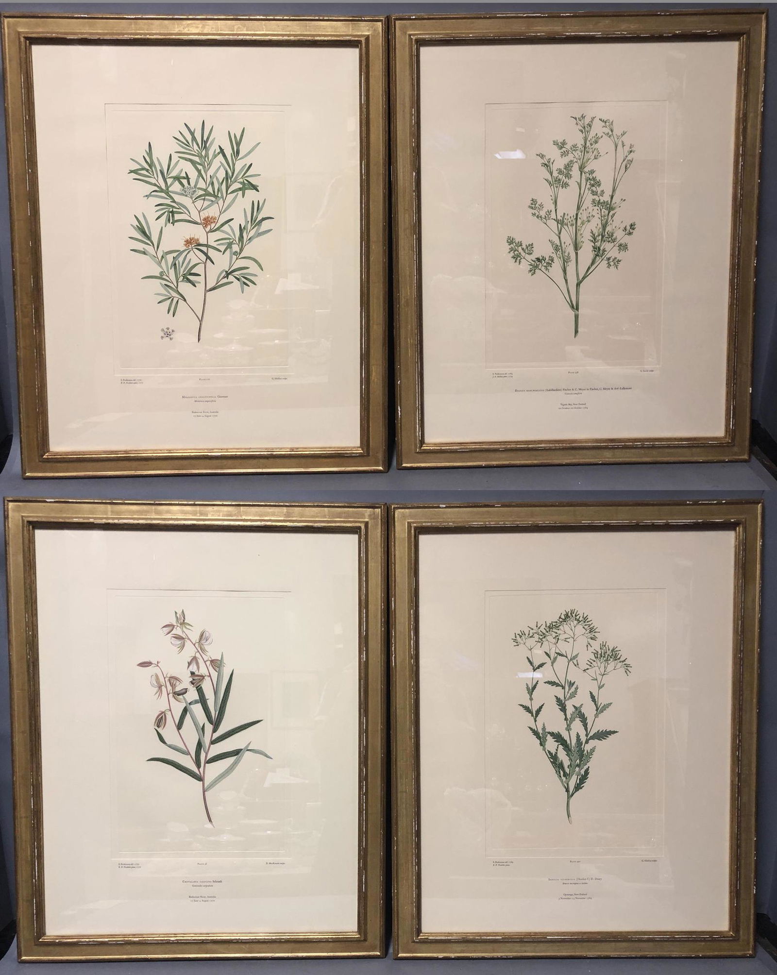 Set 4 Botanical Study Prints. Various prints of 1 (1 of 15)