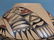 HOPI Hand Painted Native Indian Pottery Vase. JOF - 7