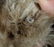 Vintage STEIFF Mohair Jointed Teddy Bear. Plush m - 9
