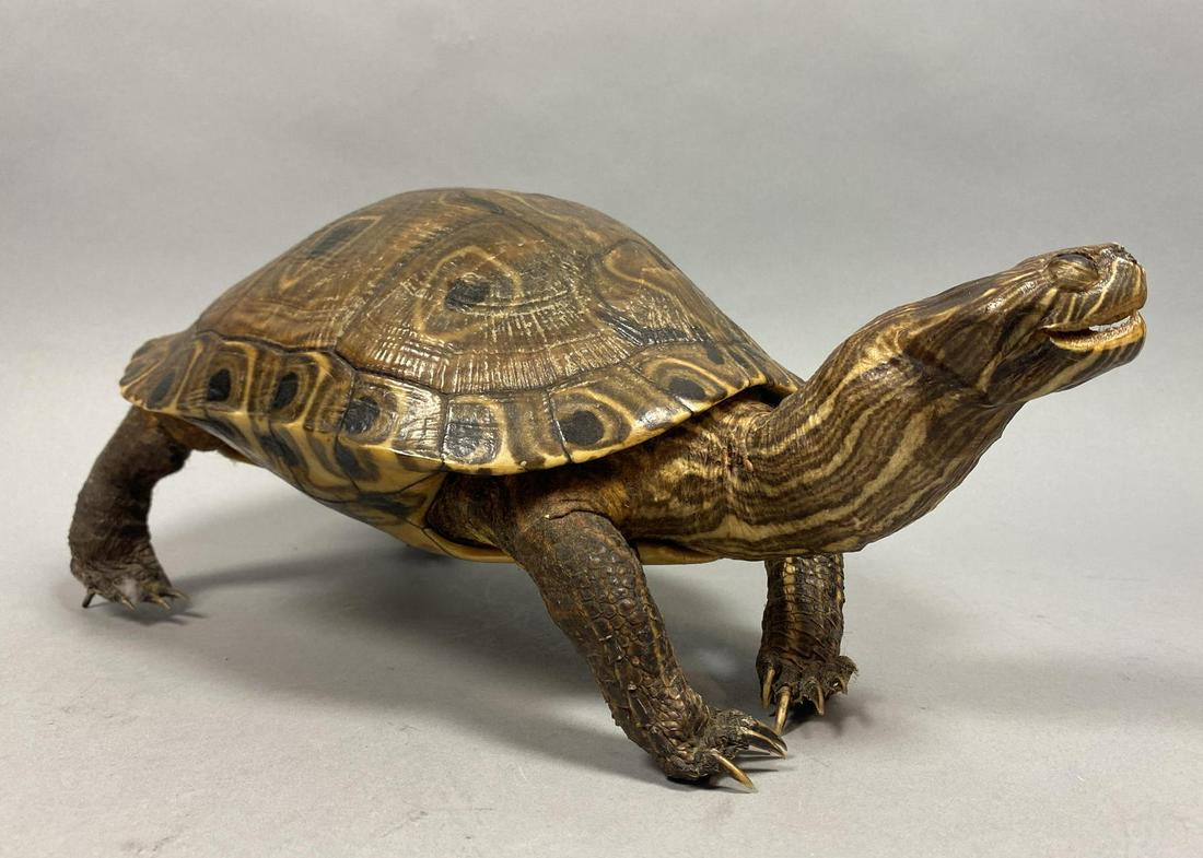Genuine Natural Taxidermy Turtle (Full Body) (1 of 10)