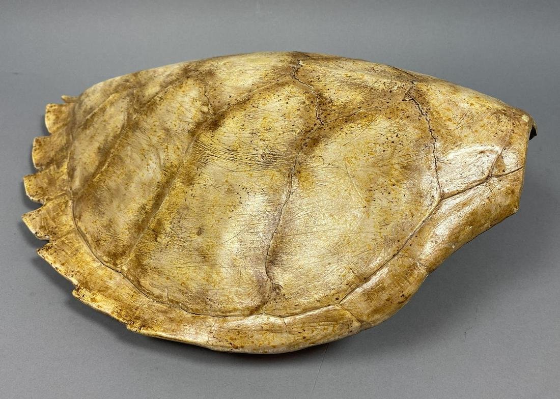 Plaster Faux Tortoise Shell Wall Hanging (1 of 11)