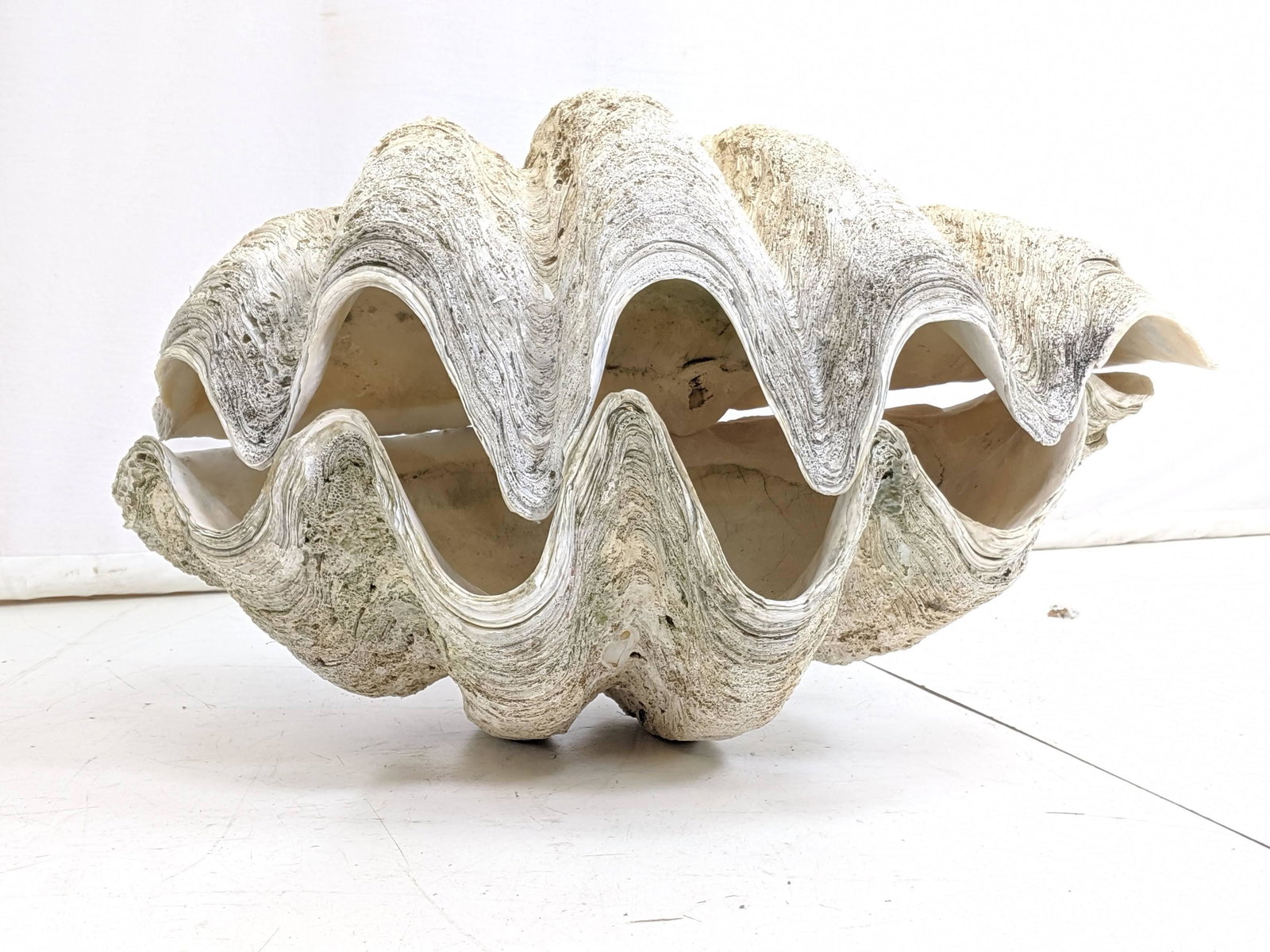 Pair 36" Giant Natural Clam Shells. Genuine match (1 of 20)