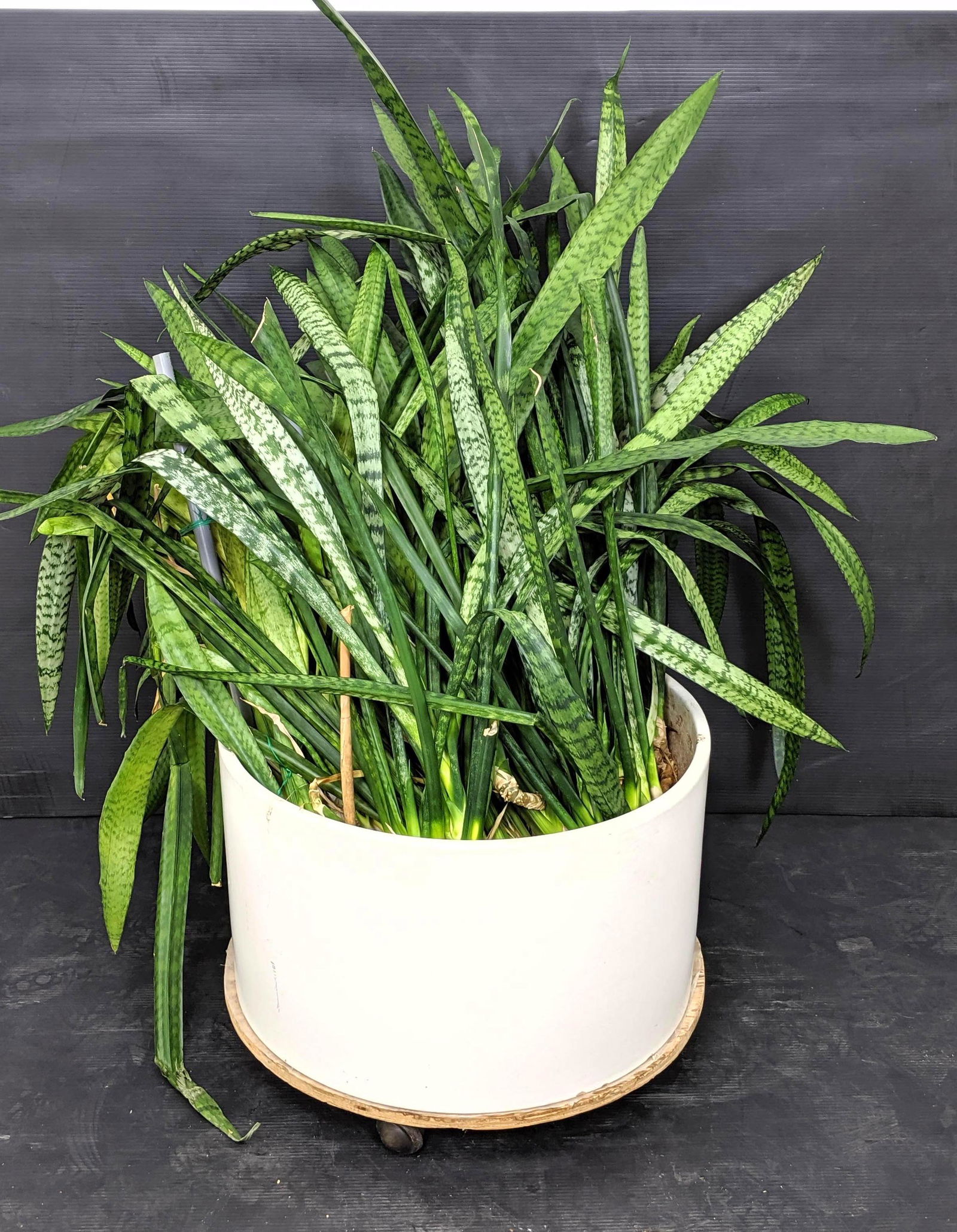 Architectural Pottery Lagardo Tackett Style Floor Plant (1 of 7)