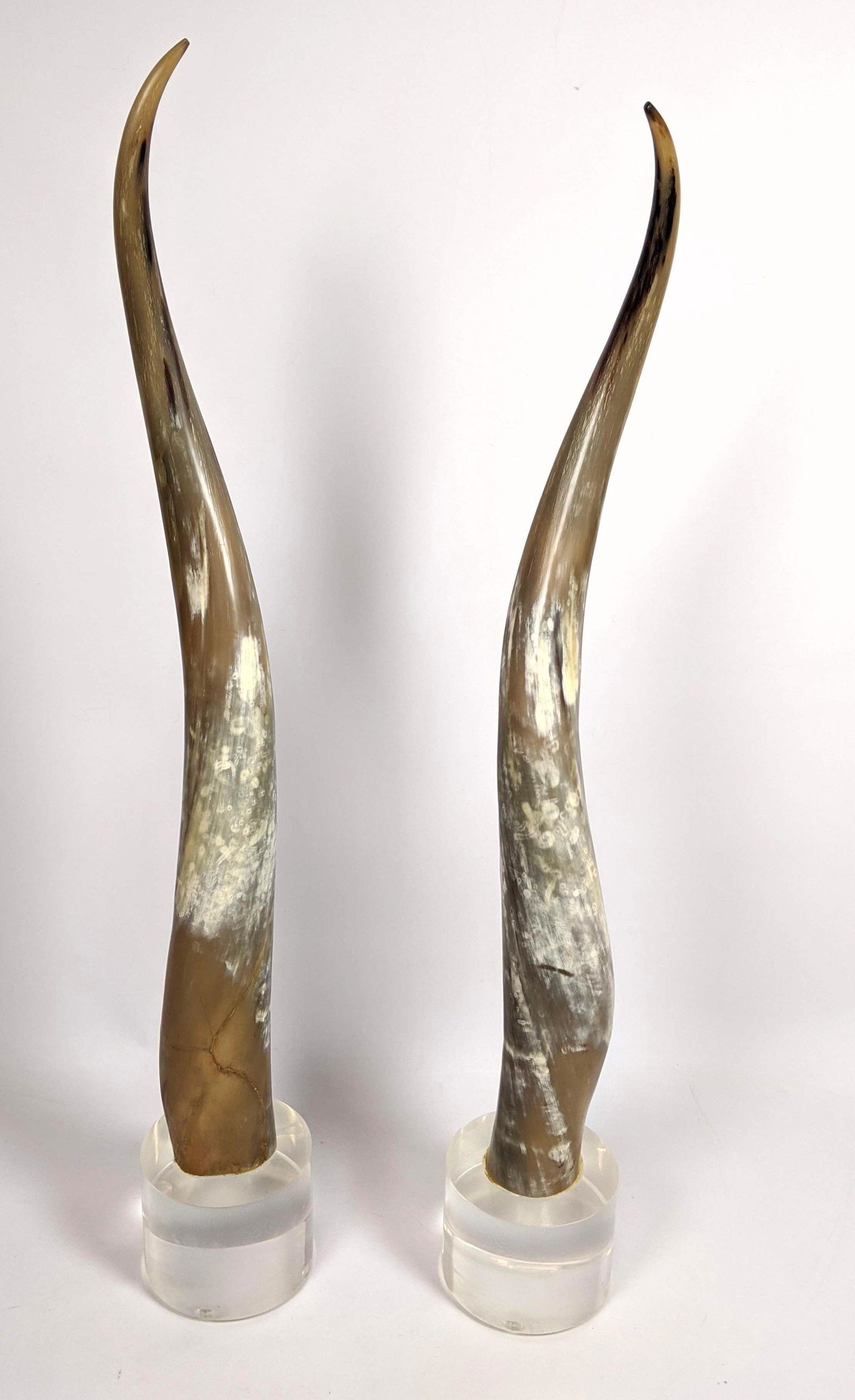Pr Lg Natural Steer Horn Lucite Base Table Sculptures. (1 of 8)