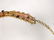 GIANNI VERSACE HTF Gilt Metal Floral Belt. Large round - 7