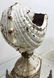 Rare Stunning Cast Iron Nautalis Shell Urn Planter. Ant - 2