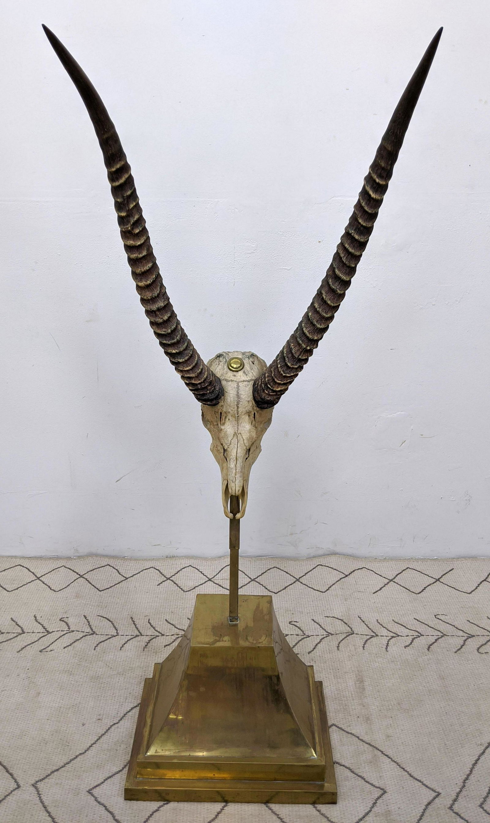 Large Decorator Gazelle Skull on Brass Base.  Natural h (1 of 14)