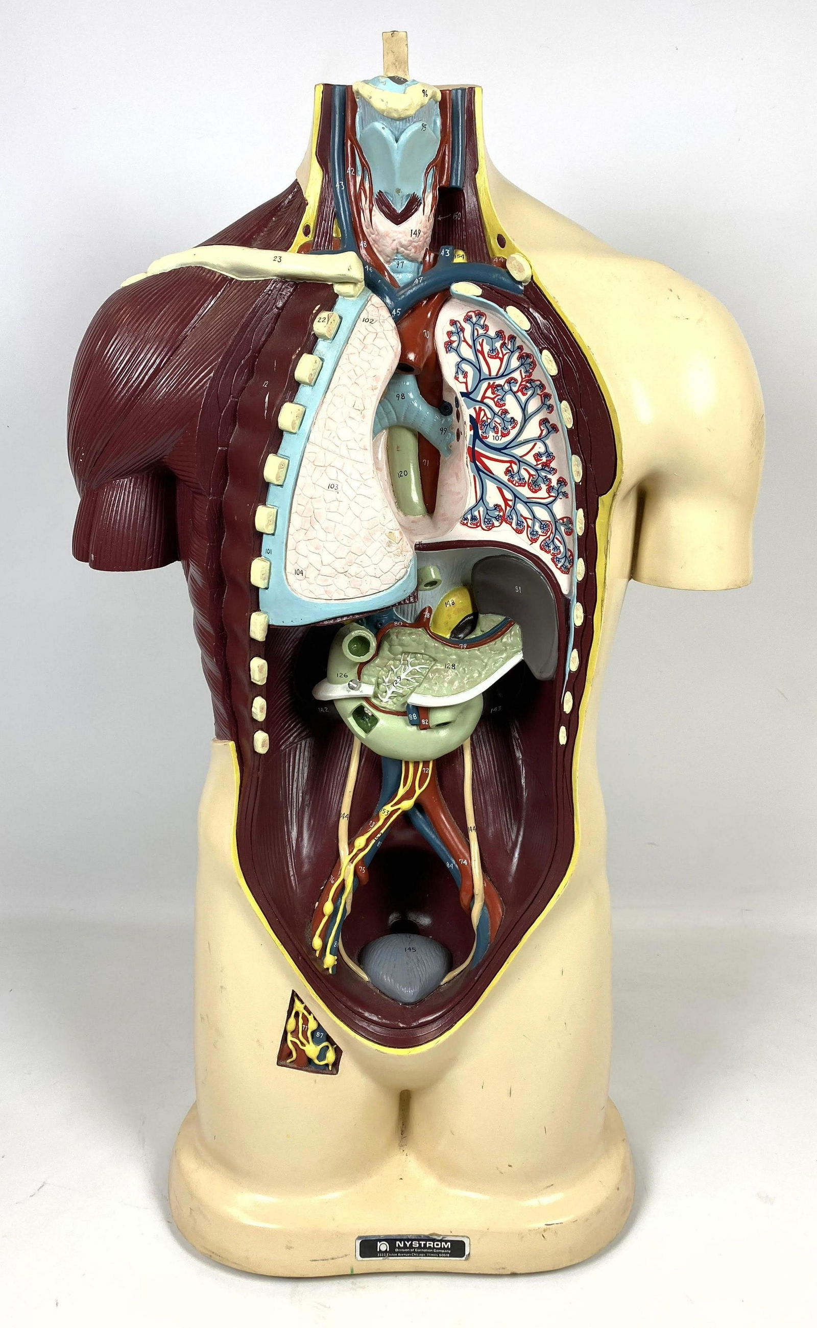 NYSTROM Anatomy Display Model. Biological Model 1964. (1 of 16)