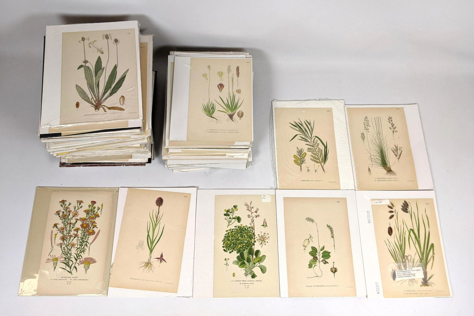 161pc Lot of Unframed Botanical Prints. (1 of 10)