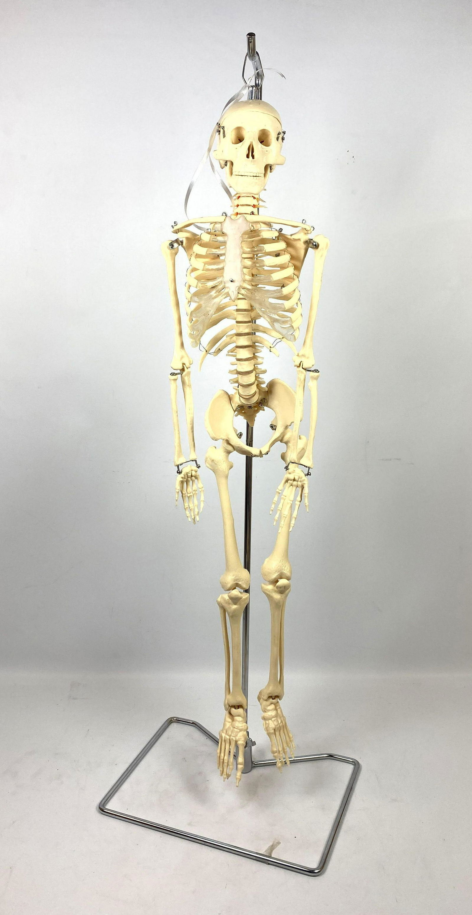 3ft Skeleton Medical Model on stand. (1 of 10)