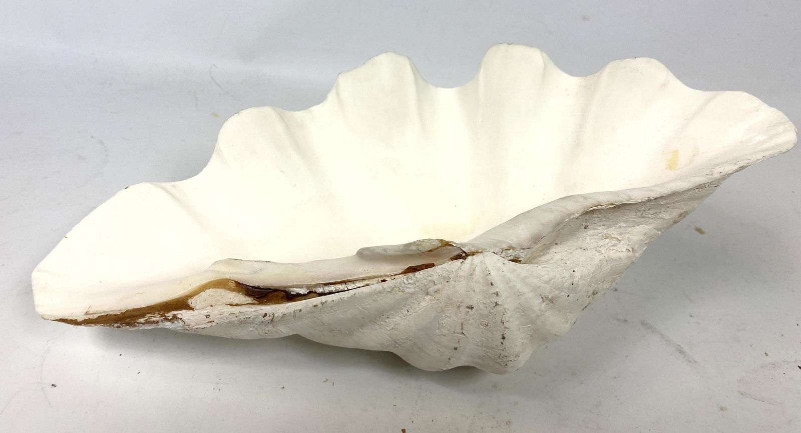 Large Size Natural Clam Shell. (1 of 6)
