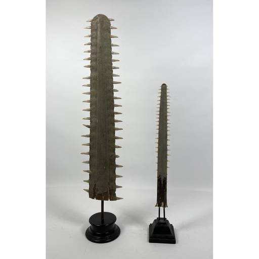 2 Natural Sawtooth Shark Bill Specimen. Mounted on bas (0080) on Feb