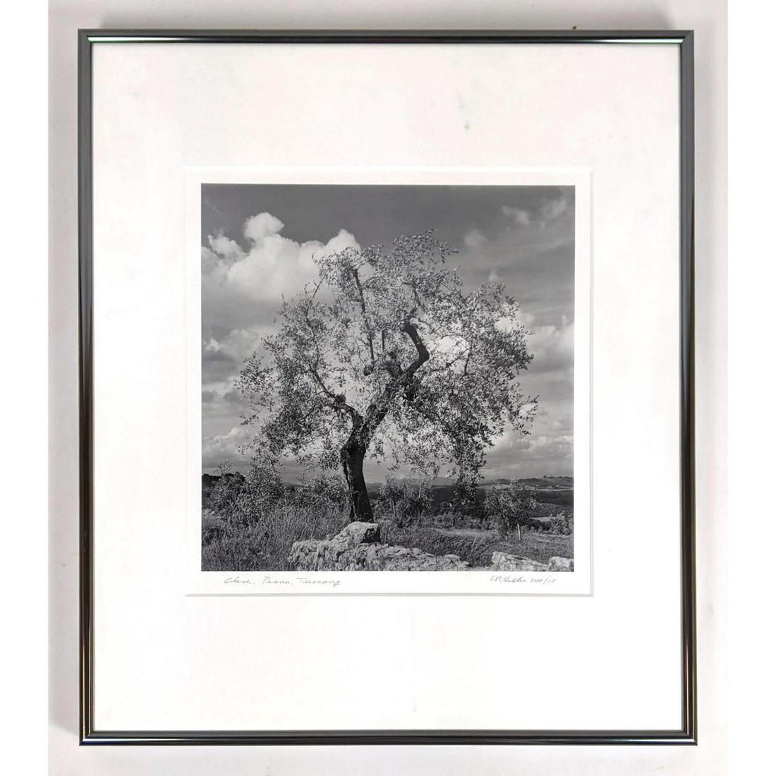 CR Heller photograph of tree. Signed. "Olive, Piano, Tu: CR Heller photograph of tree. Signed. "Olive, Piano, Tuscany". Print made 5.06 Dimensions: H: 10 inches: W: 10 inches: D: 1 inches ---