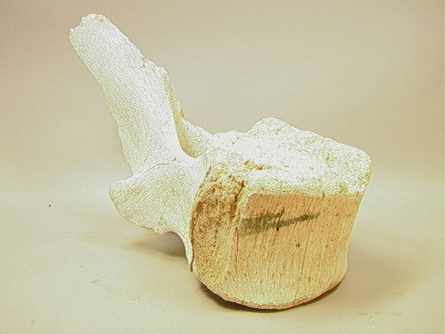 Giant Whale Bone Vertebrae. Specimen.: Giant Whale Bone Vertebrae. Specimen.-- Dimensions: H: 16.5 inches: W: 25 inches: D: 13 inches --- Condition (General): Natural Wear. Sea weathered. Please contact us with specific questions about con
