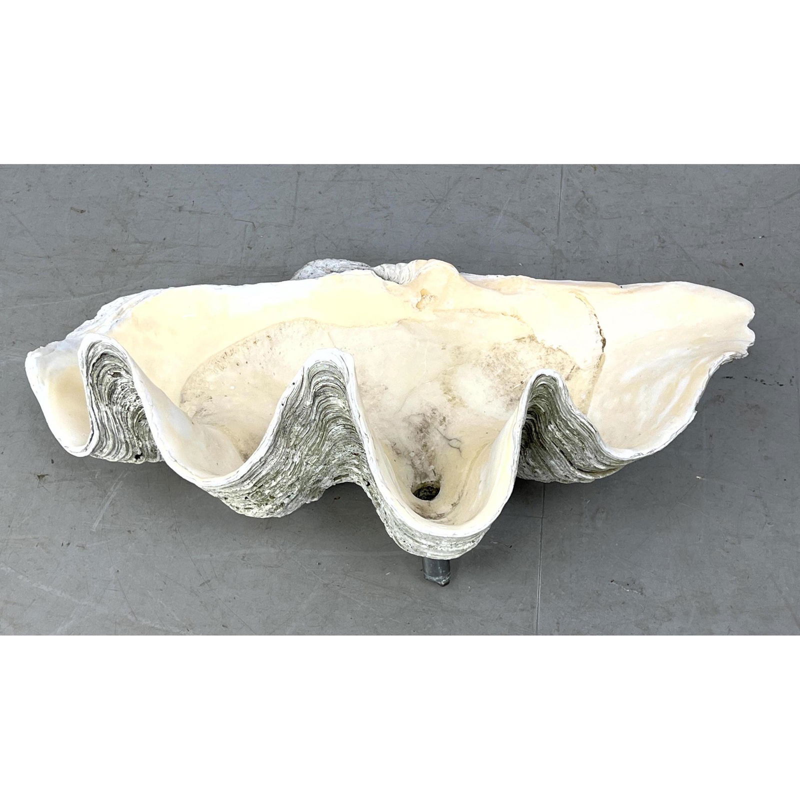 Natural Real Giant  Clam Shell. Center mounted with pipe probably was used as sink. (1 of 12)