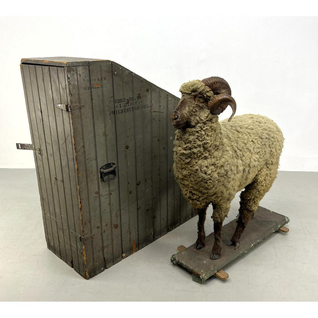 Odd Fellows Eden Lodge Ceremonial RAM TAXIDERMY in custom vintage crate Wilmington Delaware (1 of 11)