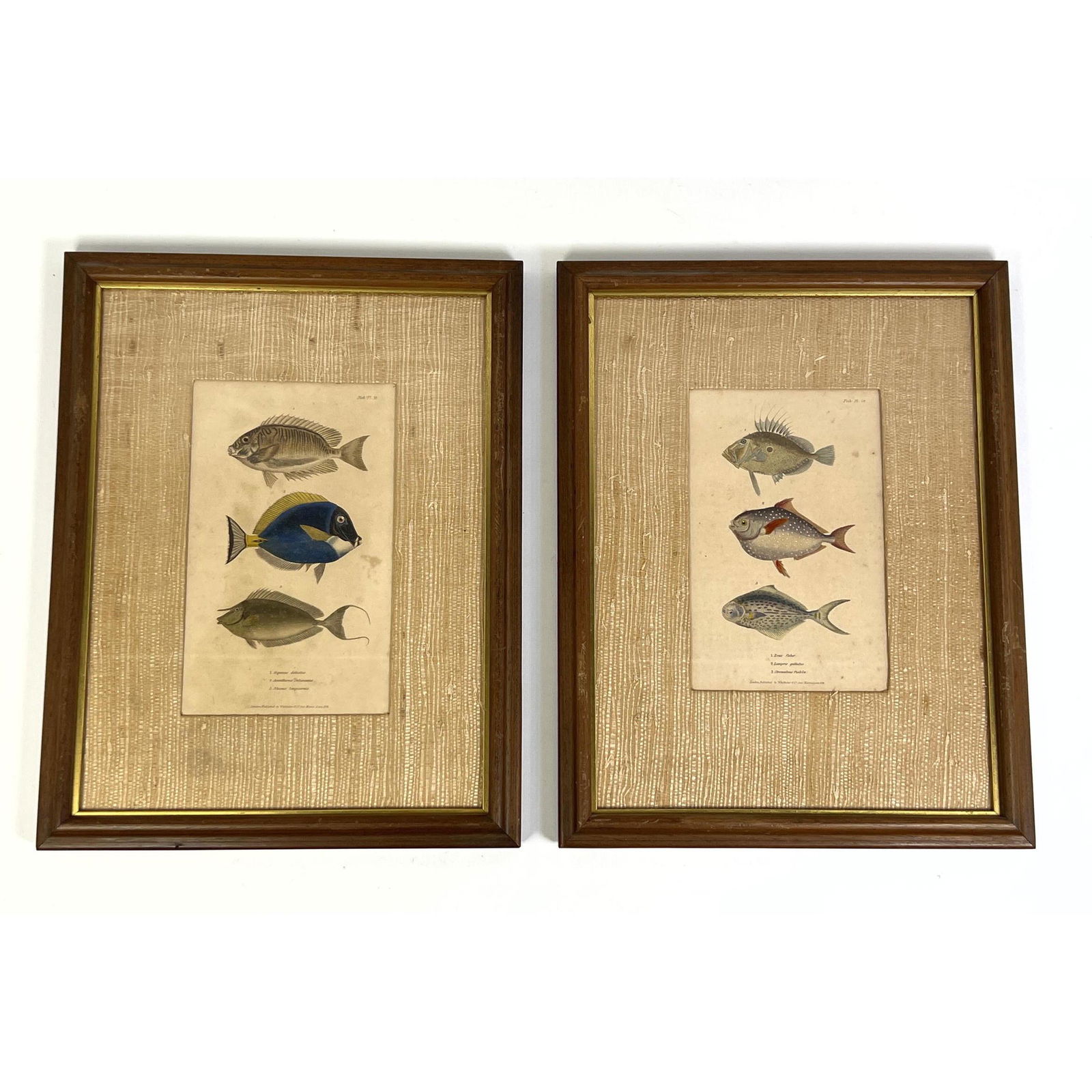 2pc Framed Fish Illustration Book Plates. Framed with grass cloth mats. (1 of 7)