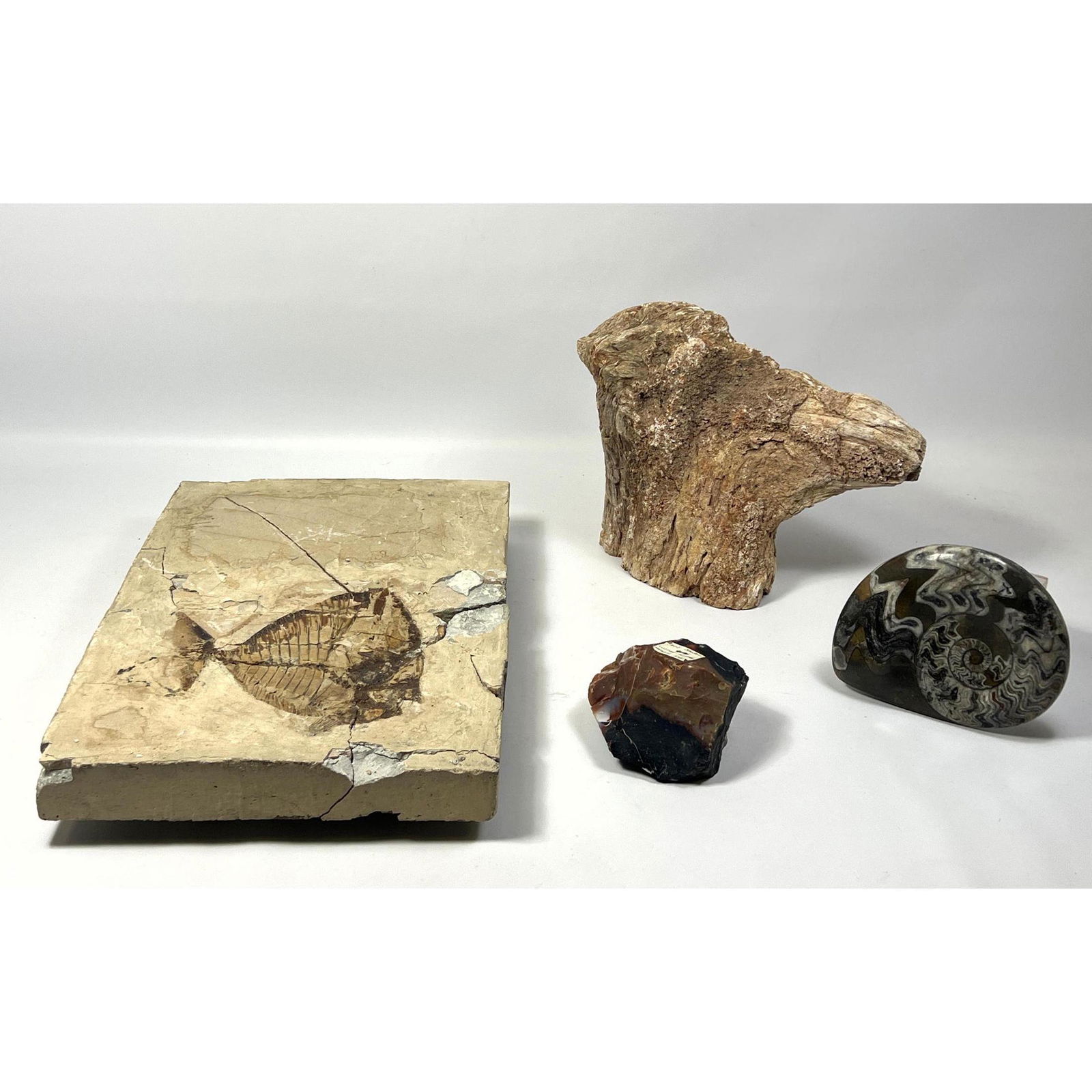 4pc Rock Mineral Fossil Specimen. Fish Fossil Slab. Petrified Wood. Ammonite Fossil. Jasper? (1 of 17)