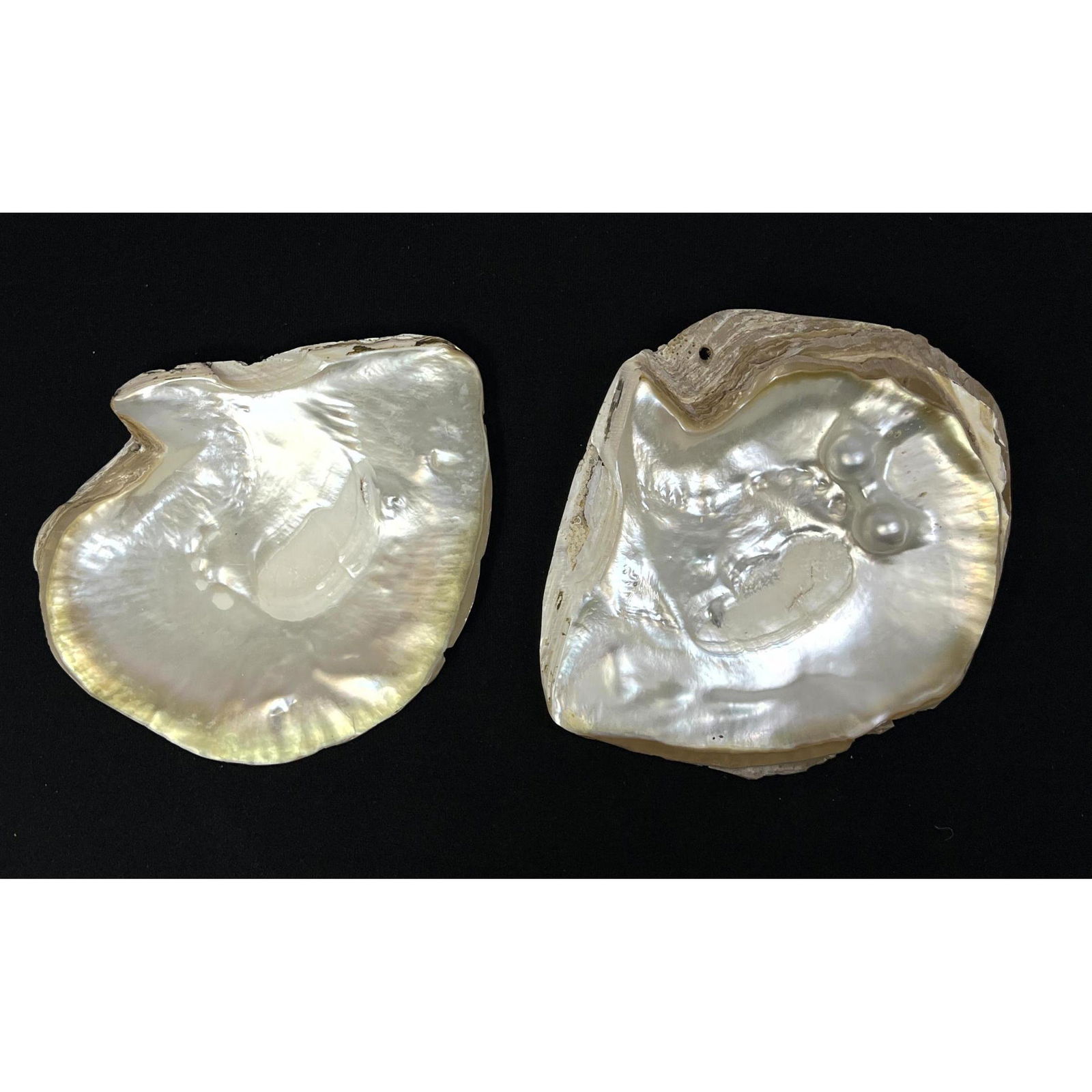 2pc Half Shells with Lovely Nacre Interiors. Two Formed Pearls attached to interior. (1 of 9)