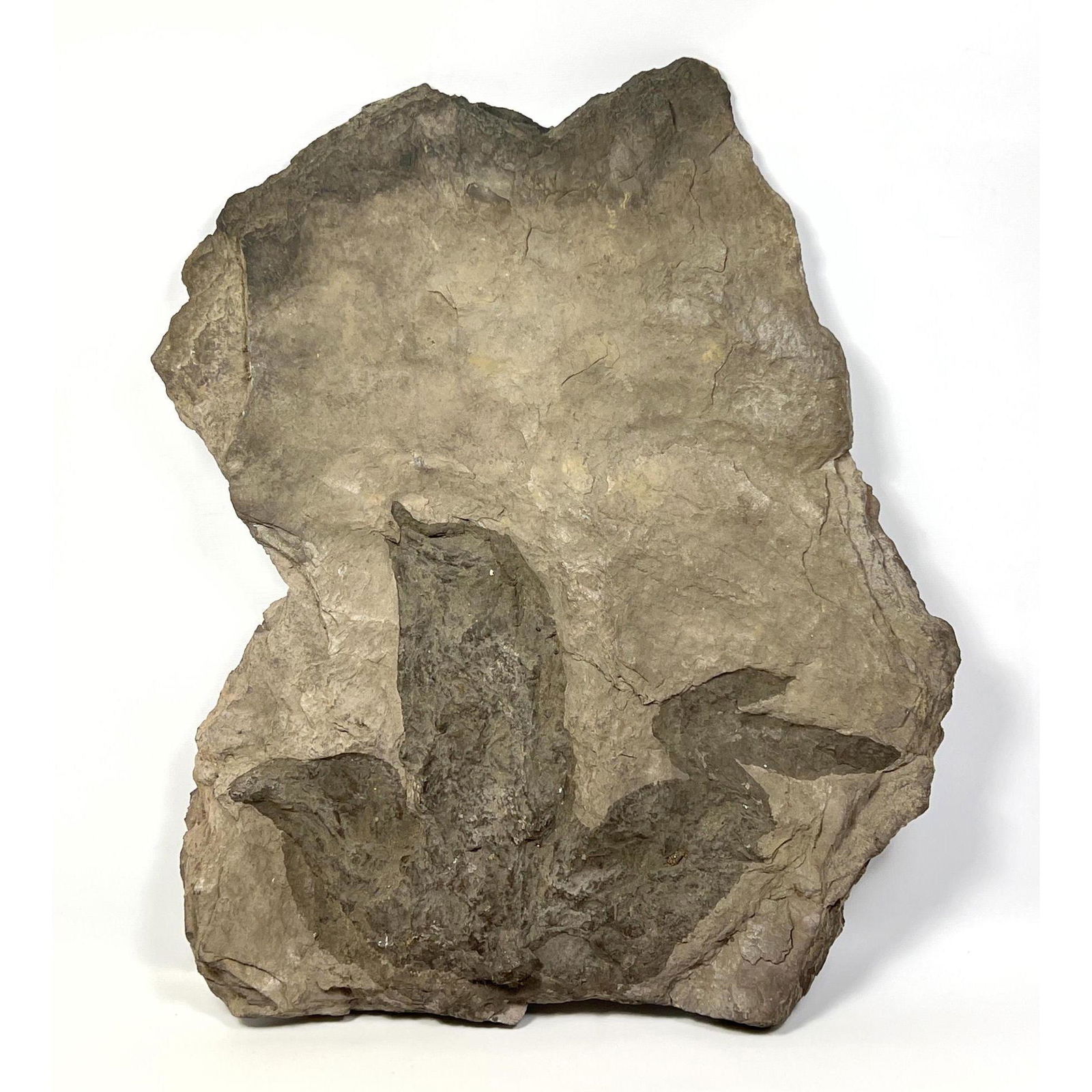 Fossil Dinosaur Track Large Stone with three lobed Fossils. (1 of 9)