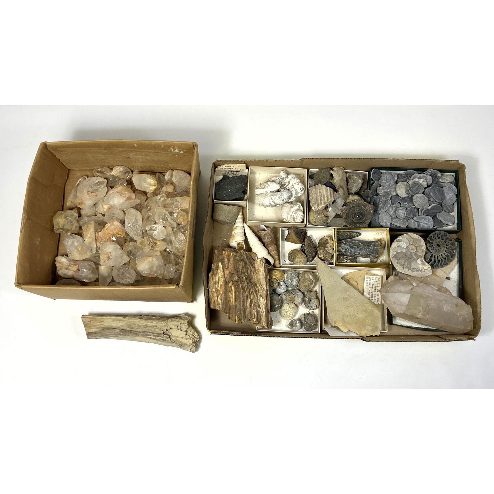 Box lot of Quartz and Fossil, Ammonites. Small fish fossil. Lots of trilobites, snails and more. (1 of 20)