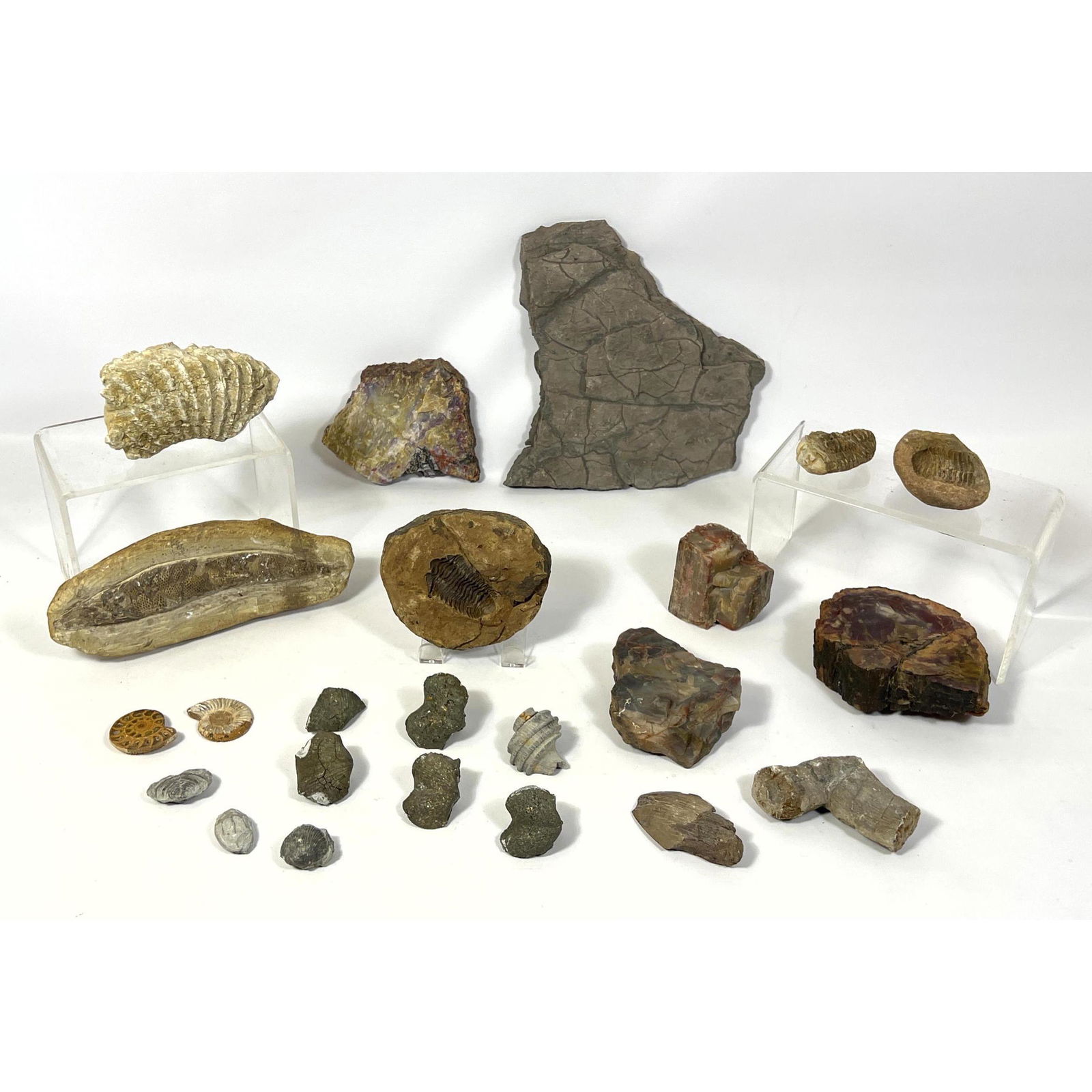 Miscellaneous fossil lot with dinosaur bones, vertebrae, petrified wood (1 of 20)