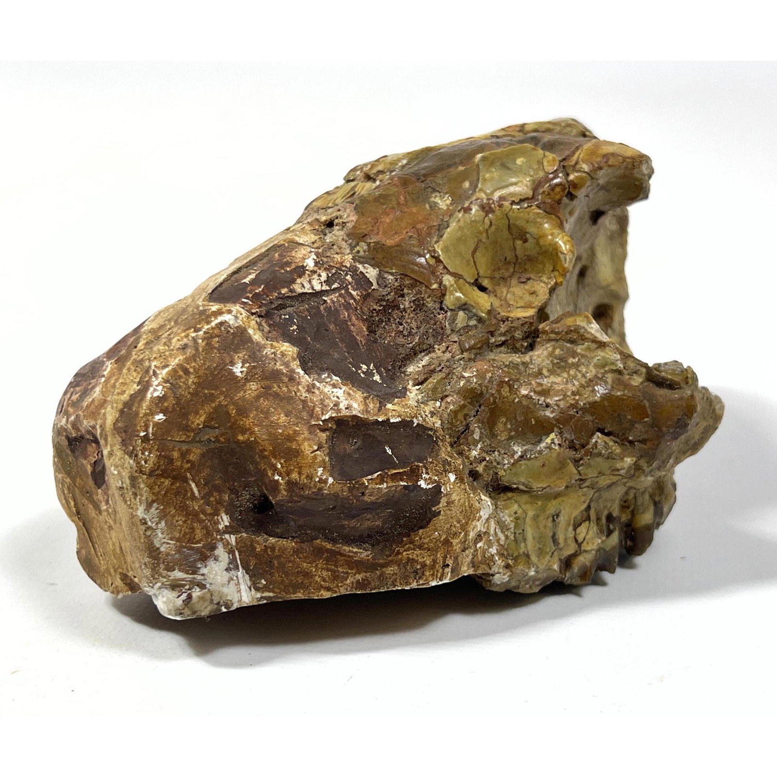 Fossilized oreodont skull Partial Fossilized Jaw with Row of Teeth.: Fossilized oreodont skull Partial Fossilized Jaw with Row of Teeth. Dimensions: H: 3 inches: W: 5 inches: D: 3 inches --- US Shipping charge: In house shipping available. Will be calculated once desti