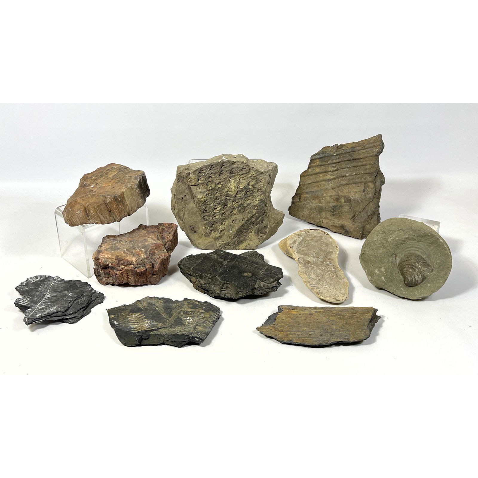 Lot of Ancient Rocks and Fossils. Ferns, Shells, (1 of 19)