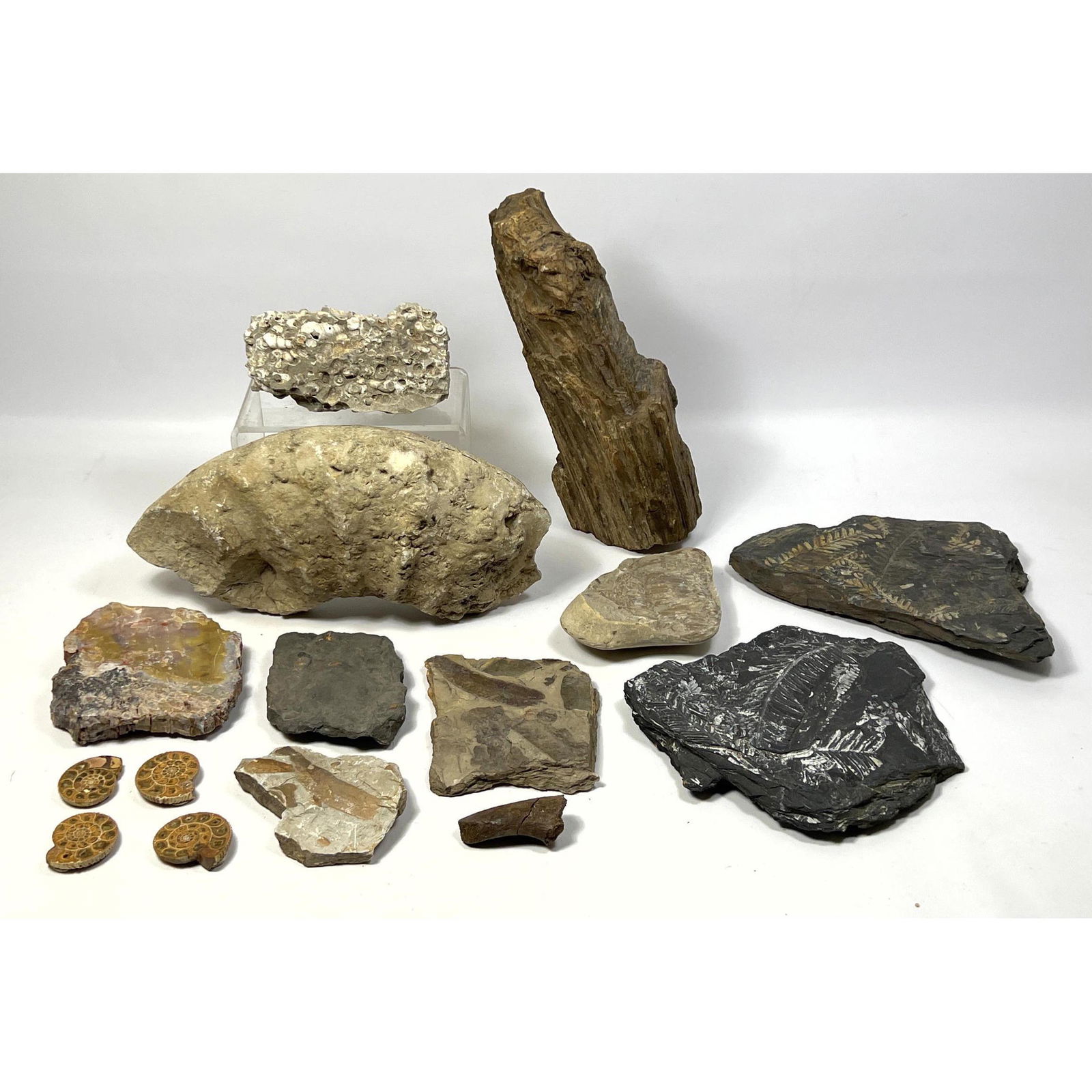 Miscellaneous fossil lot. (1 of 20)