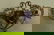 326: 10K Gold Victorian Pin seed pearls and amethyst. H