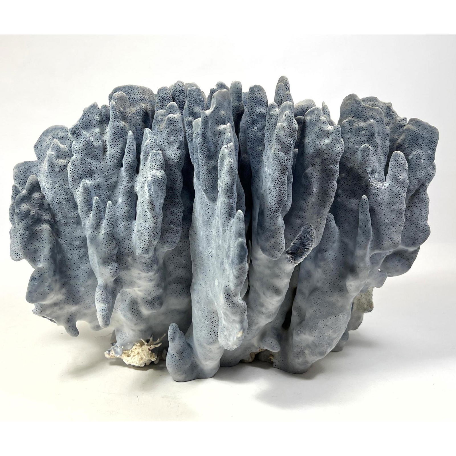 Blue Coral Nature Specimen. Natural form. (1 of 10)