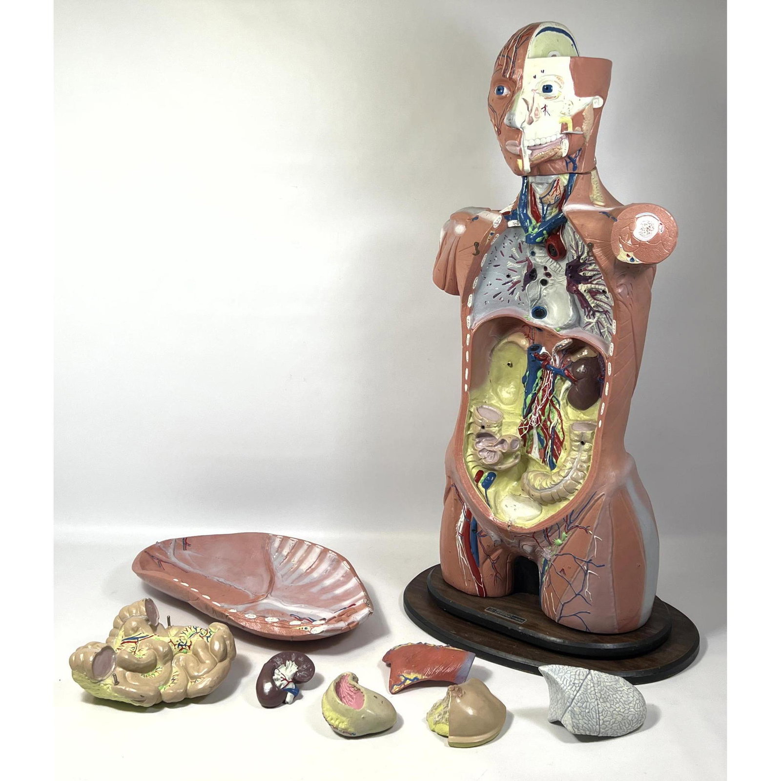 BOBBITT LABORATORIES Human Study Model with Loose Organs for Medical and Student Studies. Marked.: BOBBITT LABORATORIES Human Study Model with Loose Organs for Medical and Student Studies. Marked. Dimensions: H: 33 inches: W: 18 inches: D: 12 inches --- Delivery Offer: Uniques offers curbside deliv