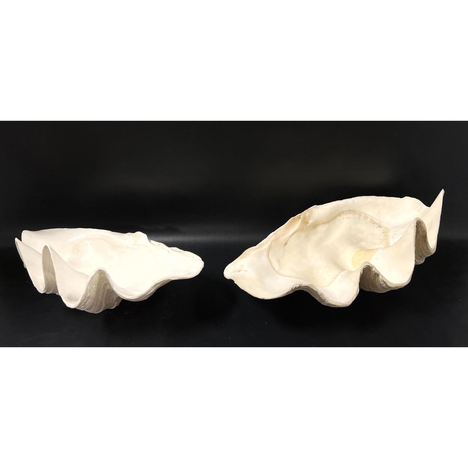 2pc Natural Giant Clam Shells. Trimmed and polished edges. (1 of 7)