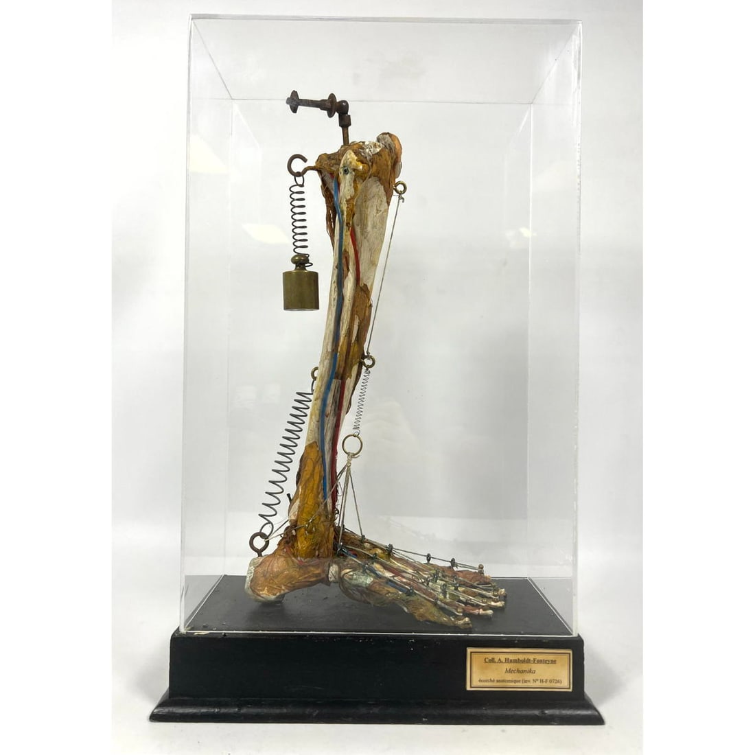 Anatomical Skeletal Ankle Mechanics Lower Leg Display. Collection A. Humboldt - Fonteyne.: Anatomical Skeletal Ankle Mechanika Lower Leg Display. Collection A. Humboldt - Fonteyne. Dimensions: H: 20 inches: W: 11.5 inches: D: 7 inches --- VIDEO LINK : https://www.youtube.com/watch?v=ZjFHUVx